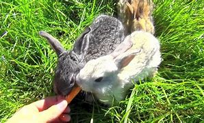 Image result for Rabbit Bite