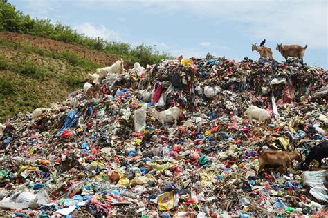 Image result for Waste Problem Farm Animals