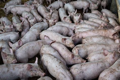 “Apesta a cerdo” | Clima y Medio Ambiente | EL PAÍS