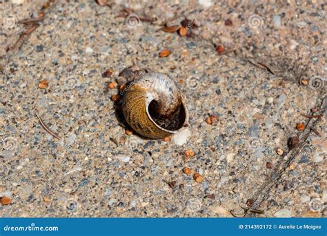 Image result for Empty Snail Shell