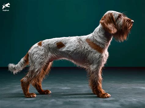 Wirehaired Pointing Griffon: The Skilled and Loyal Gun Dog