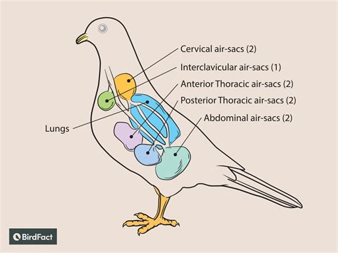 How Birds Breathe Without A Diaphragm