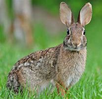 Image result for Baby Cottontail Tails