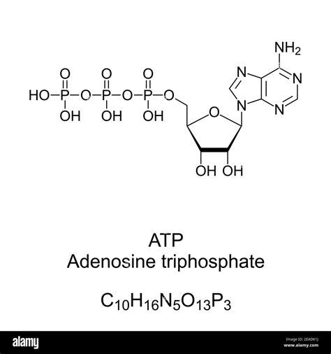 Image result for ATP Molecule Structure