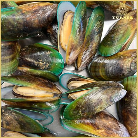 Green Lipped Mussel