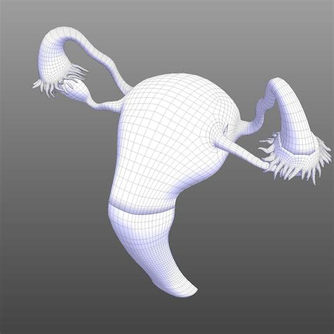 Image result for Making Female Reproductive Organ Model