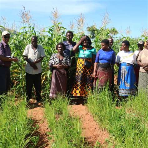 African Agriculture 的图像结果