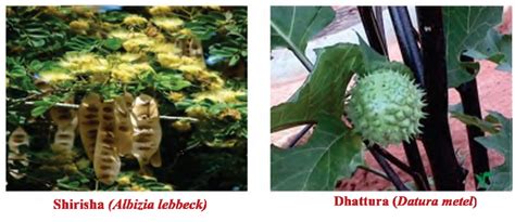 Bronchial Asthama (Tamaka Shwasa) | Vikaspedia - Health
