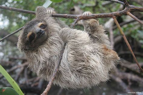 Image result for Dwarf Sloth
