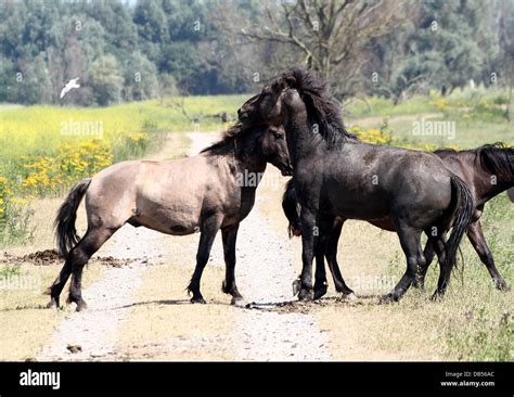 Polish primitive horses a.k.a. Konik Horses fighting, running, mating ...