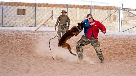 Military Working Dog Bite Training u003e U.S. Air Forces Central u003e Display