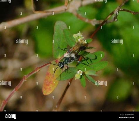 Blue Mud-dauber Wasps (Chalybion) Insecta Stock Photo - Alamy