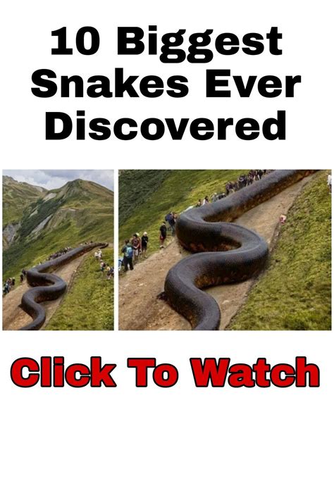 10 Biggest Snakes Ever Discovered | World's largest snake, Pretty ...
