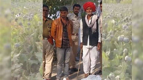 अफीम पर चीरा लगाना पड़ा भारी, नाती के होशियारी ने नाना को खिलाई जेल की ...