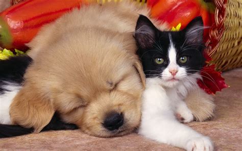 Adorable HD Wallpaper: Cute Puppy and Kitten Cuddle