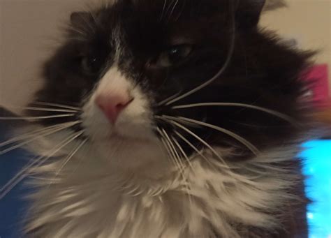 Poppy the Cat Blank Template - Imgflip