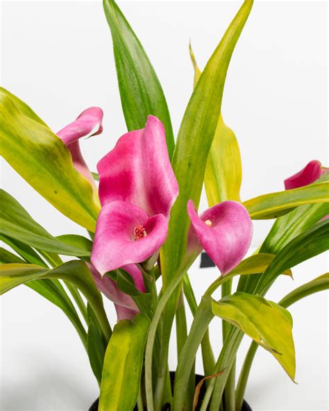 Pink Calla Lily | Pink Blooming Plants | Lively Root