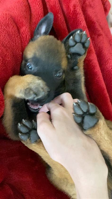 Why Is My Dog Ticklish Everywhere