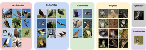 Image result for Classification Key for Birds