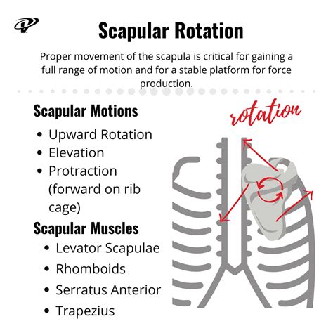 Image result for Scapular Rotation Dysfunction