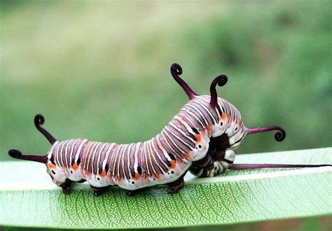 [100+] Caterpillar Insect Wallpapers | Wallpapers.com