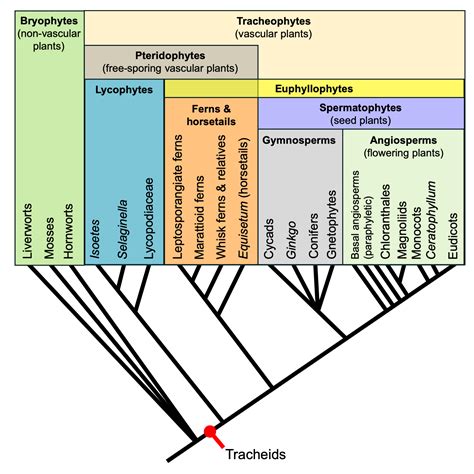 Nonvascular Plants Lack