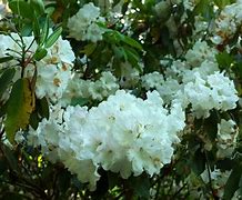 Image result for Rhododendron Tea Leanbeing