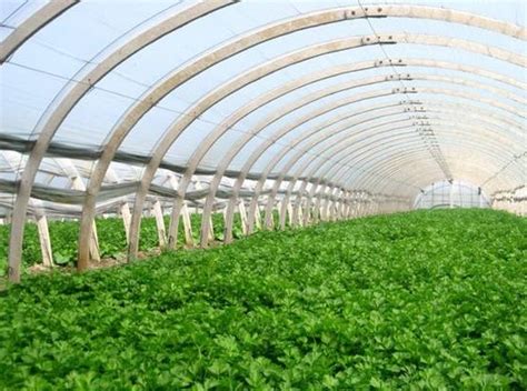 蔬菜大棚种植技术，需控制好棚内的温湿度 - 农敢网