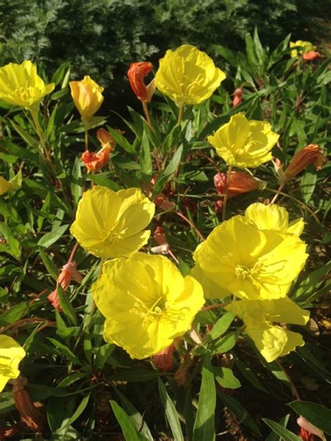 Oenothera macrocarpa - Missouri Evening Primrose | Myriad Botanical ...