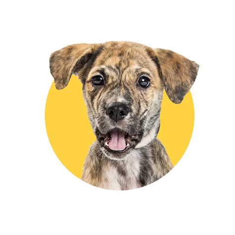 Image result for Animal Toothpaste