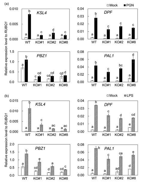Broad-Spectrum Disease Resistance Conferred by the Overexpression of ...