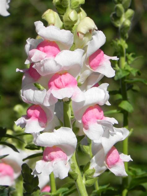 Pink and White Snapdragon Flowers