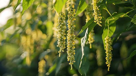 Image result for SE Samo Tree