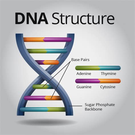 Dna Drawing Easy With Labels at Kara Torres blog