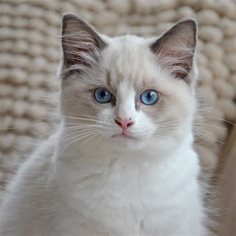 Las 10 razas de gatos más grandes del mundo: fotos y características