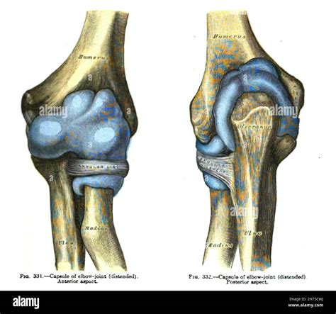 Articular Capsule Elbow