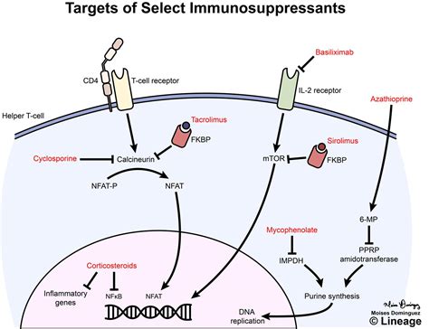 Immunosuppressive Drugs - Immunology - Medbullets Step 1
