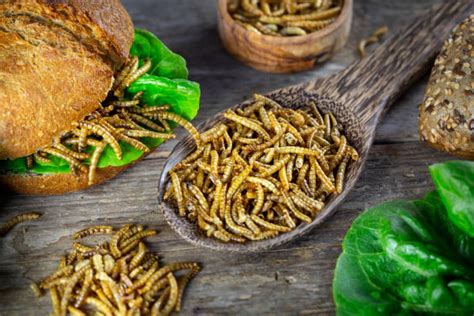 What Do Mealworms Eat