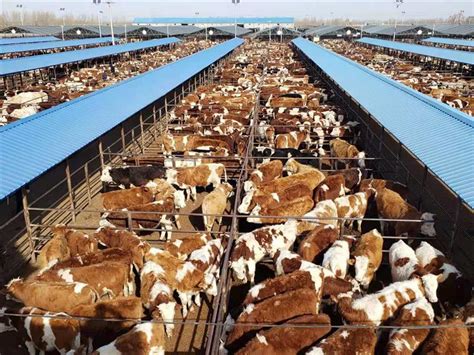 宁夏西吉：节前肉牛市场交易忙_图片新闻_中国政府网