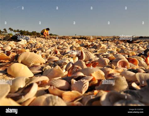 Sea Shells Collecting 的图像结果