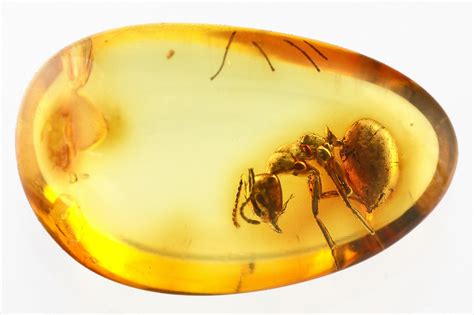 Detailed Fossil Ant (Yantaromyrmex) In Baltic Amber (#328131) For Sale ...
