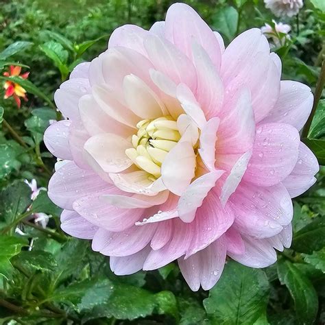 MIXED BOX - 20 Tubers, Labeled, Mix of PINKS & WHITES – Lucky Penny Flower Farm