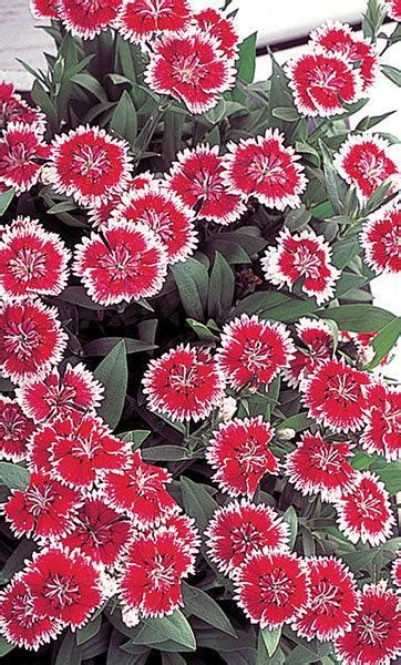 Buy Dianthus F1 Telstar™ Series (Takii Seeds) Seeds Online | Farmers Stop