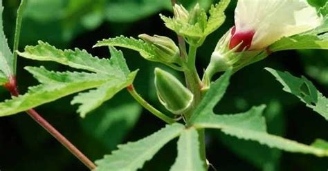 10 Best Vegetable Seeds to Harvest This Onam – Buy Now | Premium, High ...