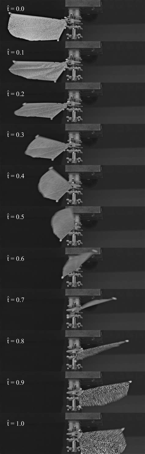 Image result for Side View Motion