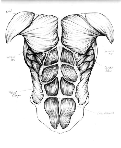 Drawing Human Muscle Anatomy at Danelle Perez blog
