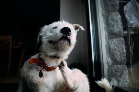 Dog owners face hefty £5,000 fine for not adding two details on collar