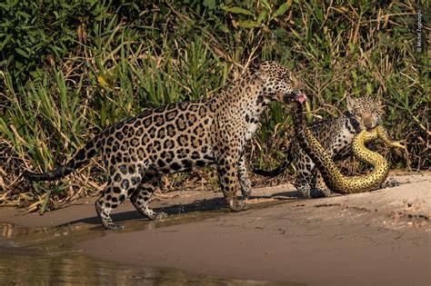 Amazon Rainforest Jaguar