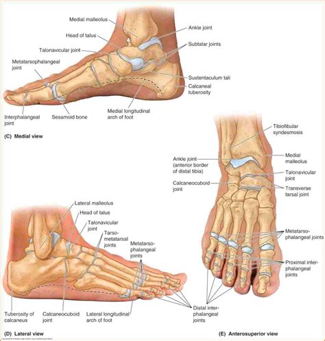 Parts Of The Foot Anatomy