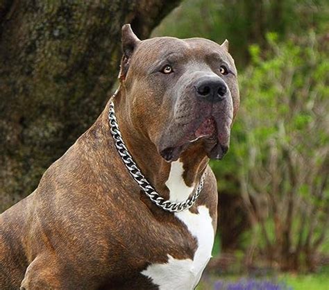 Amazon.in Bestsellers: The most popular items in Dog Choke Collars